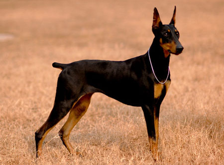 德國(guó)杜賓犬